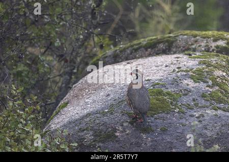 Spain, Andalusia, Sierra Morena, Sierra de Andújar, Sierra de Andújar Natural Park, red-legged partridge (Alectoris rufa), on a rock Stock Photo