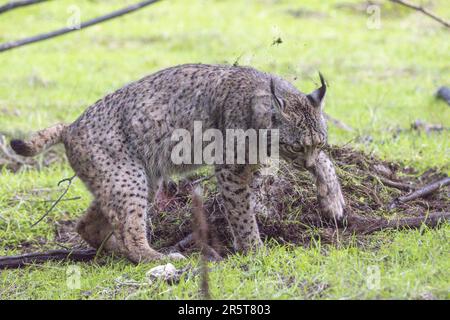 Spain, Andalusia, Sierra Morena, Sierra de Andújar, Sierra de Andújar Natural Park, Iberian Lynx (Lynx pardinus), male on a prey he has killed (a red deer doe (Cervus elaphus), covers his prey with earth and grass after having eaten a part of it in order to hide it from the vultures Stock Photo