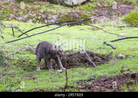 Spain, Andalusia, Sierra Morena, Sierra de Andújar, Sierra de Andújar Natural Park, Iberian Lynx (Lynx pardinus), male on a prey he has killed (a red deer doe (Cervus elaphus), covers his prey with earth and grass after having eaten a part of it in order to hide it from the vultures Stock Photo