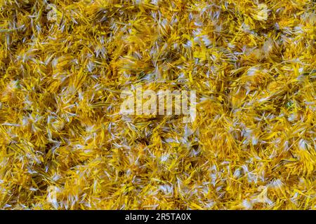 Fresh yellow dandelion flowers petals for jam on a background , top view. Texture raw yellow dandelion petals, close up Stock Photo