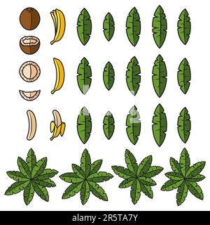 Set of color illustration with tropical palm, leaves, coconut and banana. Isolated vector object on white background. Stock Vector