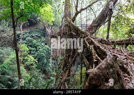 Living Root bridge of southern Meghalaya, handmade structure from the aerial roots of rubber fig trees (Ficus elastica) made by Khasi people, India Stock Photo