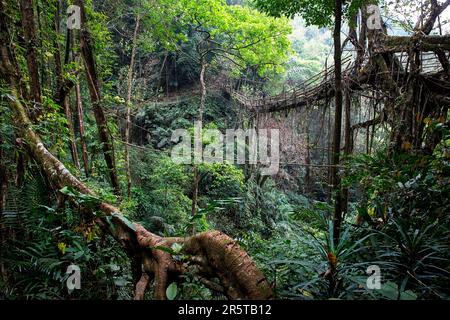 Living Root bridge of southern Meghalaya, handmade structure from the aerial roots of rubber fig trees (Ficus elastica) made by Khasi people, India Stock Photo