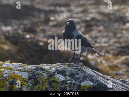 A one leg balancing act from a  Hooded Crow ( Corvus cornix) showing off its' black and grey plumage sitting   on the rocks in Clifden Bay  Ireland Stock Photo