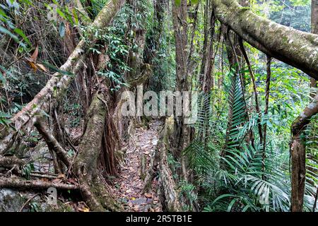 Living Root bridge of southern Meghalaya, handmade structure from the aerial roots of rubber fig trees (Ficus elastica) made by Khasi people, India Stock Photo