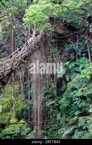 Living Root bridge of southern Meghalaya, handmade structure from the aerial roots of rubber fig trees (Ficus elastica) made by Khasi people, India Stock Photo