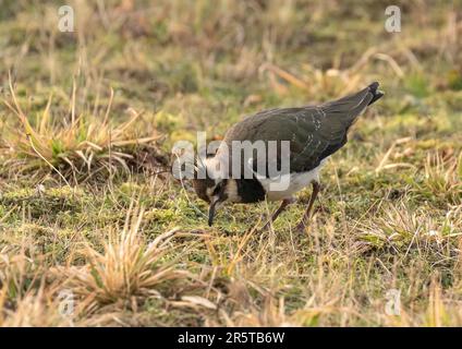 A lapwing, Peewit  or Plover (Vanellus vanellis) feeding on a meadow in winter. It shows its colourful plumage and distinctive head crest. Suffolk, UK Stock Photo