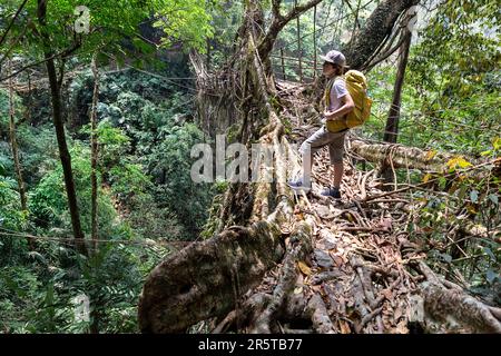 Living Root bridge of southern Meghalaya, handmade structure from the ...