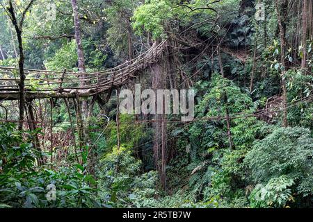 Living Root bridge of southern Meghalaya, handmade structure from the aerial roots of rubber fig trees (Ficus elastica) made by Khasi people, India Stock Photo