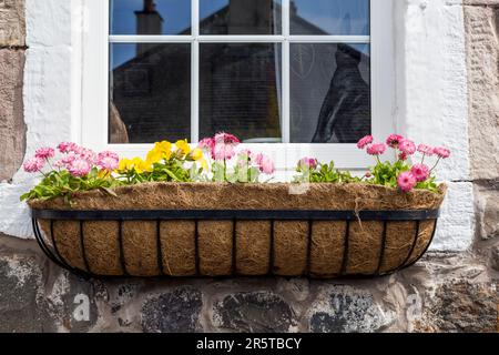 Spring flowers blooming in a metal window box with a coconut fibre lining,  UK, Europe Stock Photo