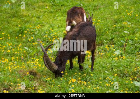 a special old goat buck with long crossing horns is grazing on a green meadow Stock Photo