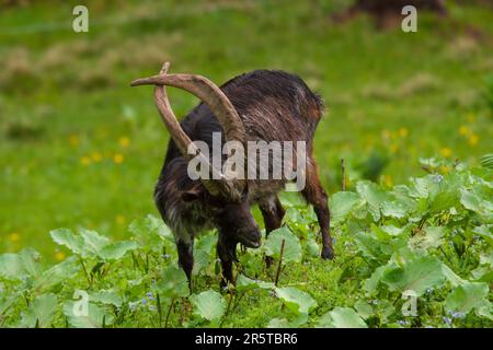 a special old goat buck with long crossing horns is grazing on a green meadow Stock Photo