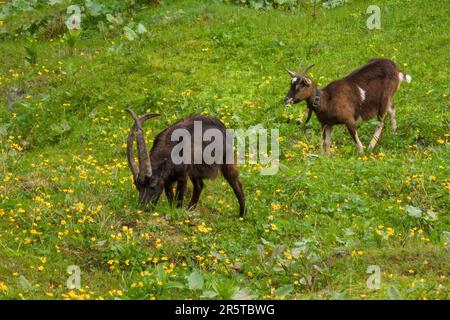 a special old goat buck with long crossing horns is grazing on a green meadow Stock Photo