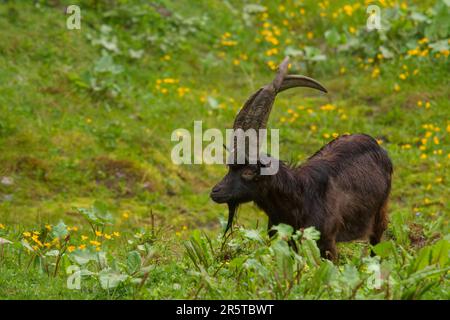 a special old goat buck with long crossing horns is grazing on a green meadow Stock Photo