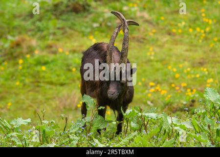 a special old goat buck with long crossing horns is grazing on a green meadow Stock Photo