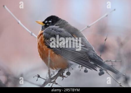 A close-up shot of a winter Robin roosting in a berry bush. Stock Photo