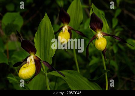 Yellow Lady's Slipper - Cypripedium calceolus, beautiful colored flowering plant from European forests and woodlands, Czech Republic. Stock Photo