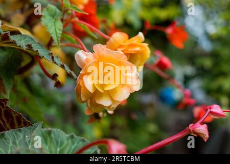 Angel Wing Begonia plant with white flowers and green leaves, close up, macro. Angel wings shaped leaves with silver specks and white flower Stock Photo