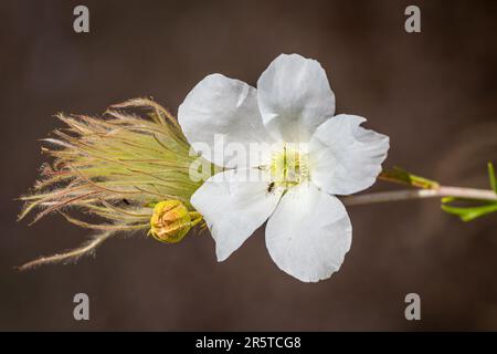 A Bright White Apache Plume Flower Stock Photo
