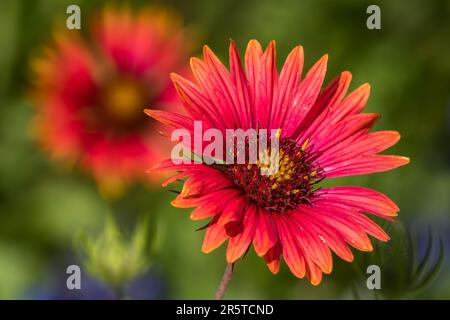 Maroon Blanketflower in Full Bloom Stock Photo