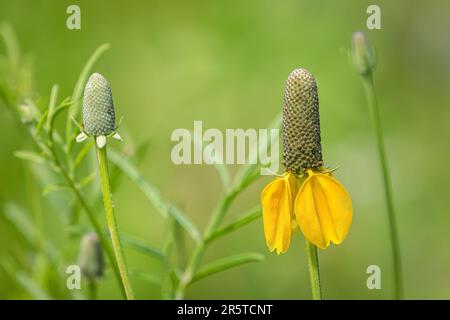 A Yellow Mexican Hat Flower Stock Photo
