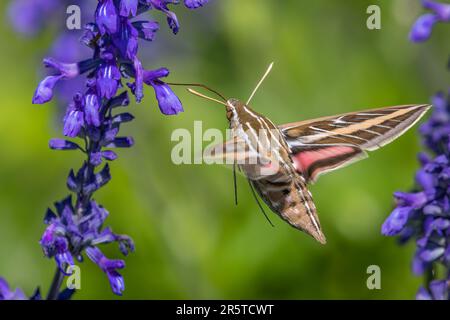 White-lined Sphinx Moth Nectaring on Mealy Blue Sage Flowers Stock Photo
