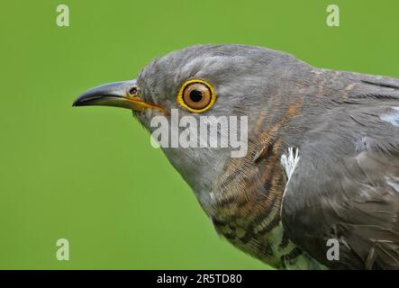 Common Cuckoo (Cuculus canorus canorus) close up of head of adult female  Eccles-on-sea, Norfolk, UK             May Stock Photo