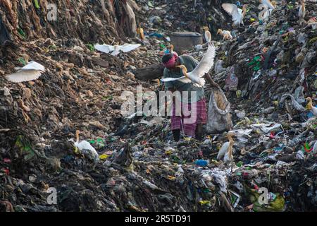 GUWAHATI, INDIA - JUNE 4: Ragpickers collect reusable items as a cow ...