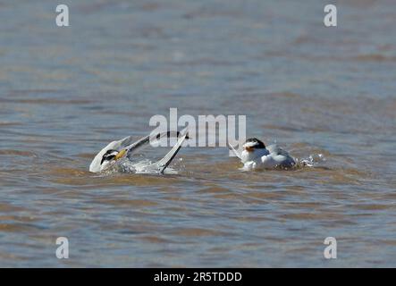Little Tern (Sternula albifrons albifrons) two adults bathing in the sea  Eccles-on-sea, Norfolk       July Stock Photo