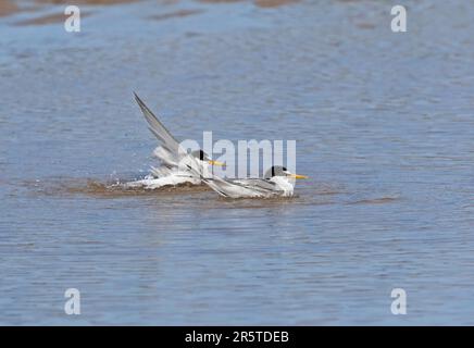 Little Tern (Sternula albifrons albifrons) two adults bathing in the sea  Eccles-on-sea, Norfolk       July Stock Photo