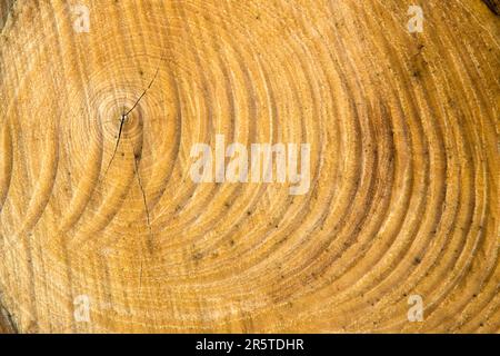 Tree rings and chainsaw scars on a Shagbark Hickory Stock Photo