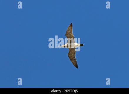Whimbrel (Numenius phaeopus) adult in flight  Eccles-on-sea, Norfolk       August Stock Photo