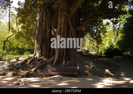 A giant tree in the Jardim da Estrela park, Lisbon Stock Photo