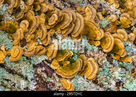 Turkey-tail fungus and Common Greenshield lichen growing on a dead fallen white ash tree truck Stock Photo