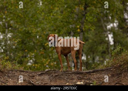 A beautiful brown dog stands atop a grassy hill overlooking a lush forest Stock Photo