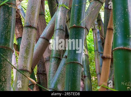 bamboo Jardin Botanico Valencia, Spain Stock Photo