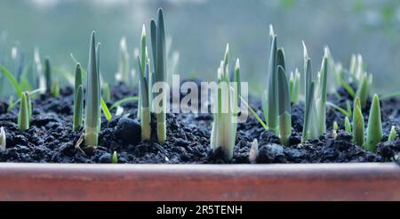 A closeup of spring bulb shoots growing in a pot Stock Photo