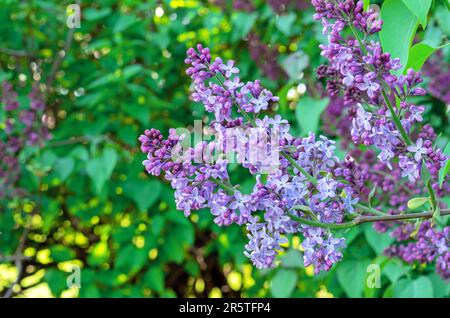 Purple lilac flower with green leaves. Blooming lilac bush with tender flowers. Purple lilac flower on the bush. Spring time. Stock Photo