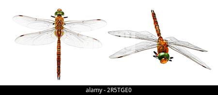 Stylized photo dragonfly from two angles isolated on white background. Stock Photo