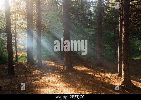 Sun rays shining through forested canopy in Dolly Sods Wilderness, West Virginia Stock Photo