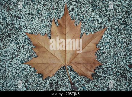 A close-up photo of a single autumn leaf resting on the ground Stock Photo