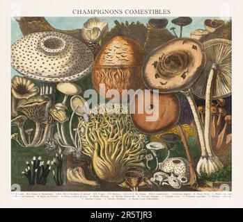 Antique Mushroom illustration. Plate of a beautifully illustrated Atlas of Mushrooms: Edible, Suspect and Poisonous Mushrooms.(1827). Stock Photo