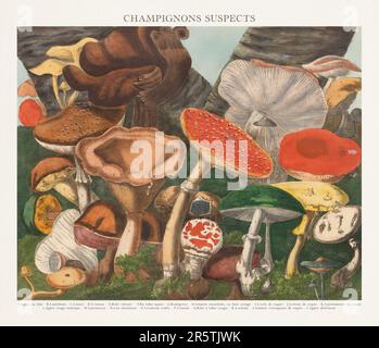 Antique Mushroom illustration. Plate of a beautifully illustrated Atlas of Mushrooms: Edible, Suspect and Poisonous Mushrooms.(1827). Stock Photo
