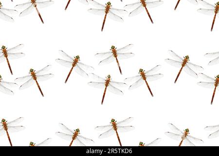Photo stylized dragonfly isolated on white background. Seamless pattern. Repeating texture. Stock Photo