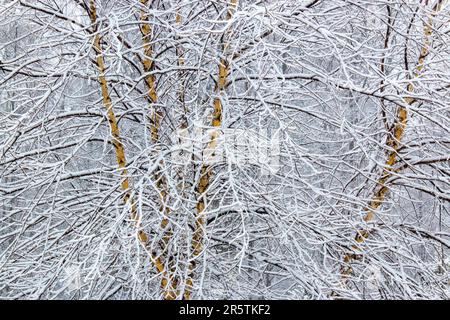 A young River Birch covered with snow in northeast Pennsylvania Stock Photo