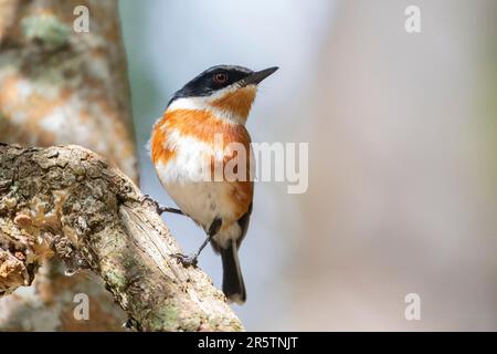 Cape Batis (Batis capensis)  female in Afromontane forest near Wilderness, Western Cape, South Africa Stock Photo