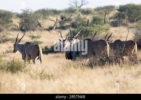 Common Eland (Taurotragus oryx) herd at dawn, Mokala National Park,  South Africa Stock Photo