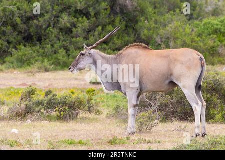 Common Eland (Taurotragus oryx) the  large savanna antelope in the world, South Africa Stock Photo