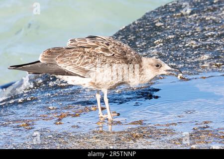 Juvenile Kelp Gull ( Larus dominicanus vetula) feeding on shellfish on the rocks, Western Cape, South Africa Stock Photo