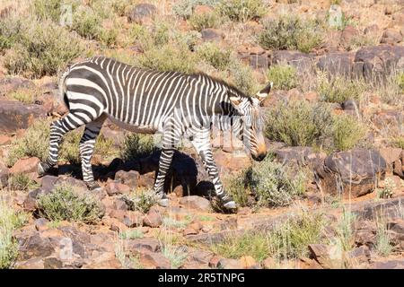 Endangered Mountain Zebra (Equus zebra zebra) walking on a rocky mountain slope, Karoo National Park, Western Cape, South Africa Stock Photo